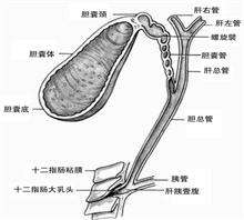 胆囊息肉是怎么引起的？