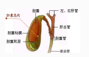 拉萨胆囊息肉需要多少钱