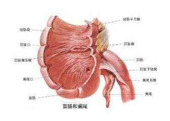 治疗慢性阑尾炎费用